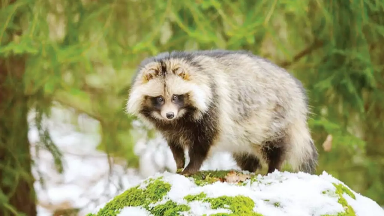 Where do raccoons hibernate in winter?