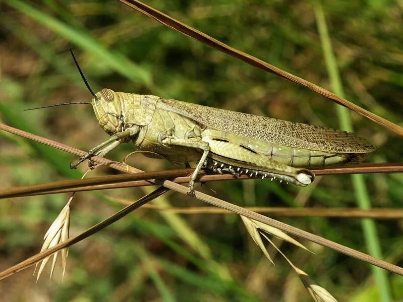 Acrididae_grasshopper; by Alvesgaspar from Wikimedia Commons