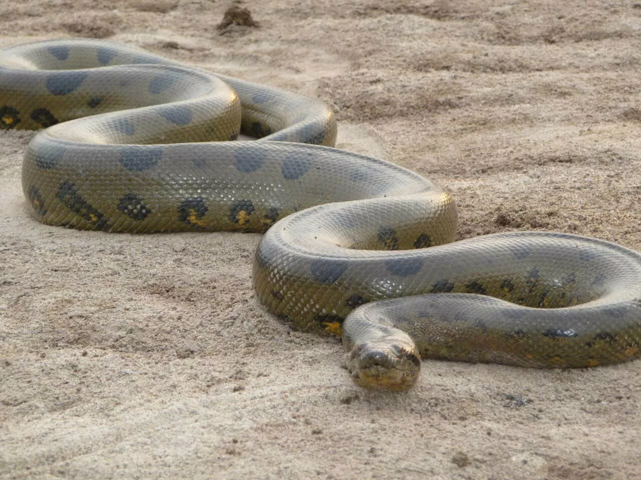 Constrictor snakes, such as this green anaconda (Eunectes murinus), are very powerful animals and are commonly feared by people. snakespictures.net