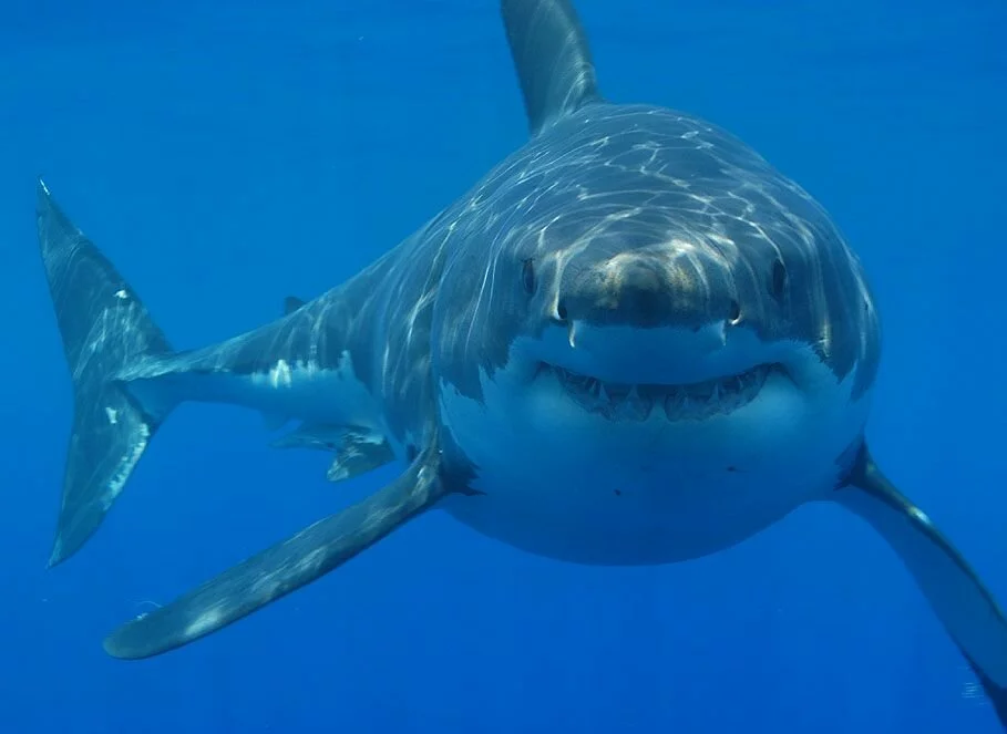 The great white shark is the largest of all predatory sharks and among the most powerful predators in the ocean. sharkspictures.org