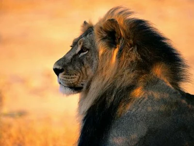 Lions are the second largest felines in the world. Photo: BigCats.com