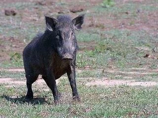 The wild boar has become a destructive creature in ranges outside of its original distribution. Photograph Credit: David Behrens