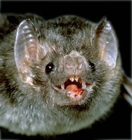 The Vampire Bats: Creatures of Ominous Legend