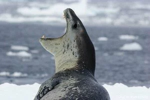 leopard seal #4