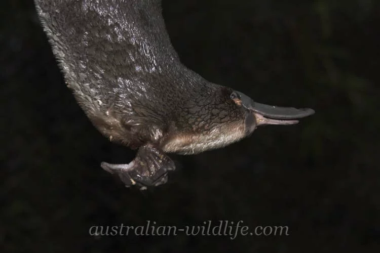 Platypus, Photograph Source: australian-wildlife.com