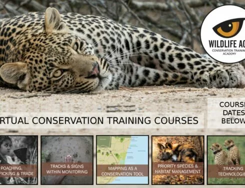 African Wildlife Conservation Courses Online